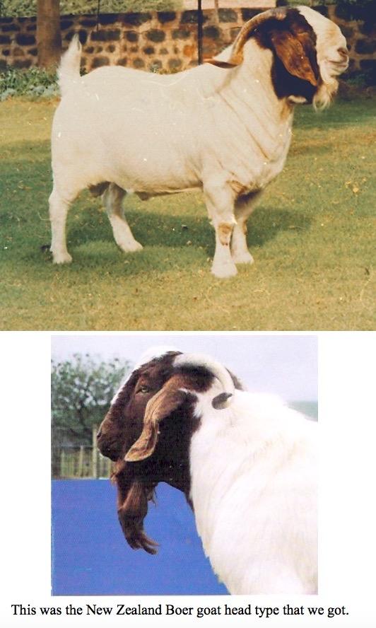 The Boer goat breed embraced the diversity of genetics and most breeders today are not even aware that there were such huge phenotypic differences between the Landcorp genotype and the