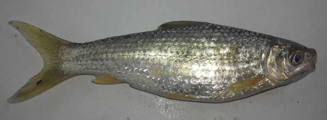 The weed fish species such as C. nama, P. gelius, P.