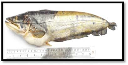 recorded fish