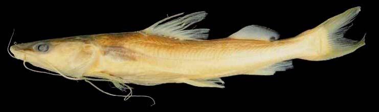 Emporia State Research Studies 48(2), 2012 55 Mystus vittatus (Bloch 1794) Striped Dwarf Catfish Nepal distribution: Bardiya, Kailali, Saptari, Sunsari Family Bagridae Mystus vittatus, KU 29576, 55.
