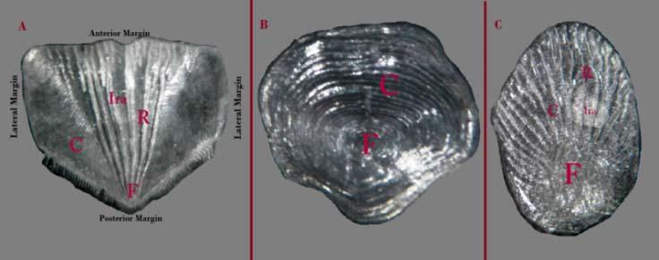 2: An illustration depicting the fish body regions where scale samples were collected from. [A = head region, Bc, De, Fg, Hi, J = body regions] B.