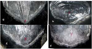 50 Dulce-Amor P. Matondo et al. Cycloid scales were found on the head region (A) and the body region (Hi) of the male fish.