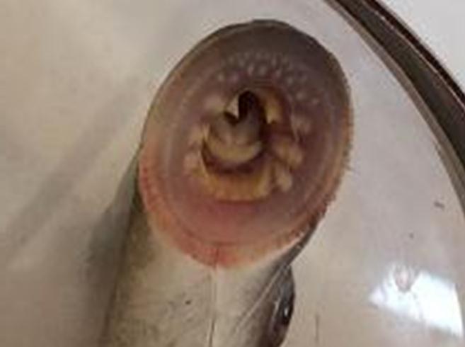 The current Denil fish pass may form a barrier to upstream migration for diadromous Lamprey.
