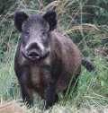 WILD BOAR ECOLOGY, BEHAVOUR AND POPULATION MANAGEMENT PREVENTING CONTAGIOUS DISEASES IN LITHUANIA Olgirda Belova Institute of Forestry LAMMC E-mail: Baltic.Forestry@mi.