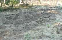 Examples of forest litter damage caused by wild boar 23 HABITAT The most preferred habitats are the