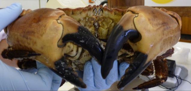 We are currently focusing on two Welsh C. pagurus studies: size at maturity and fecundity. We would like to know how the number and quality of eggs changes with crab body size and condition.