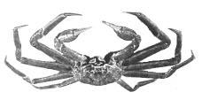 The northern Gulf is divided into five traditional snow crab management areas, numbered 13 to 17 from east to west.