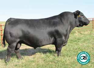 Everelda Entense 1905 One of the last 145M sons to ever sell. Noticeably docile. Exceptional carcass numbers. Top of the breed for $Wean Index. I+3.