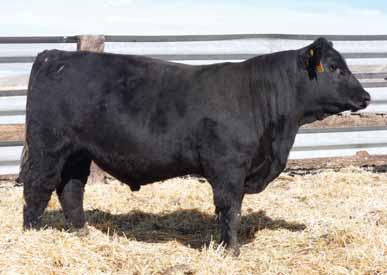 This bull best fits one that desires high levels of docility and wants to wean pounds. Heterosis value here. CE 13.2, API 117.5, TI 63.6-0.4 55.3 88.5 26.7 0.28 0.