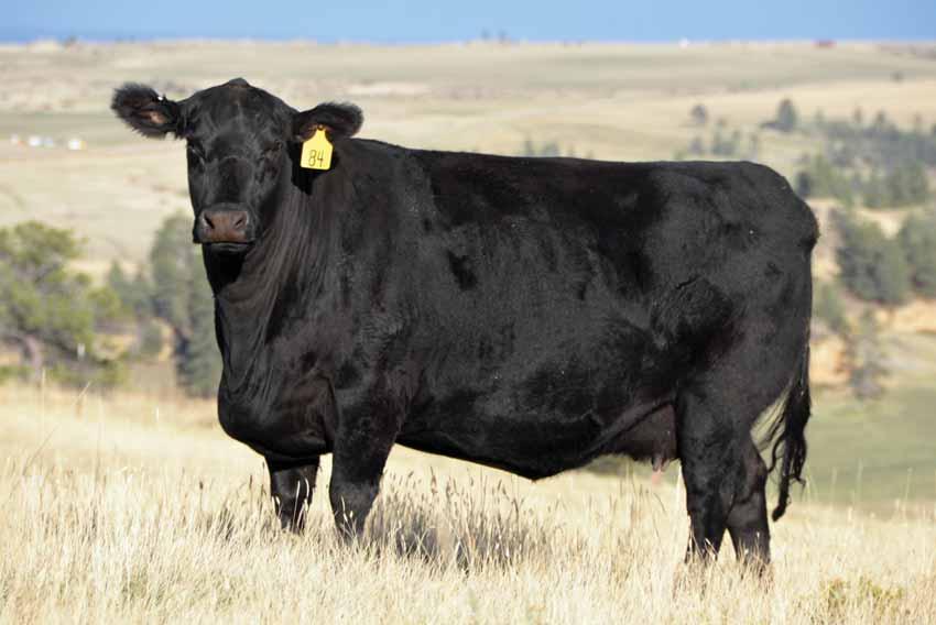 Registered Females Lot 84 This Right Time Donna has a legendary pedigree and just weaned a 720 pound Massive bull calf 84 DT Donna RT Sweet Pea 981 Reg #: +16642484 DOB: