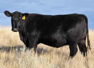 Lot 87 not even 3 yet after raising her first calf will make her new owner very happy 87 Rachel of Thistledew 4M8 Reg #: 17999872 DOB: 03/14/2014 BW: 205 day WW: Massive of Kaharau