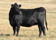 Due 2/24-3/12. Remainder bred to sons of Pine Tree Emblazon. 8 head due 3/13-4/1 to calving ease sons of Coleman Charlo and Pine Tree Emblazon. 5 Baldies due 2/11-3/12.