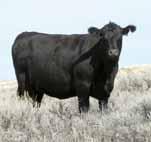 116 F Heifers Approximately 79 Head Commercial Bred Heifers Descend from one of the finest commercial herds I have every laid eyes on.