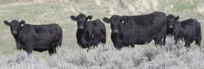 Contact us for updated calving information. Mature Cow Weight Info: The Feirings sold 16 mature open cows November 15. Their average weight was 1,282 pounds.