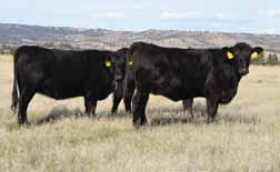 proven set of commercial bred heifers we have ever offered. These heifers have stacked generations of the breeds finest AI Sires.