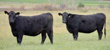 118 Pine Coulee Approximately 49 Head Commercial Bred Heifers Super set of purebred females selling as commercial.