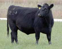 Breeding: AI bred to highly respected calving ease sires. Information available sale day.