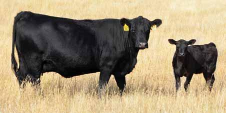 moderate Cowmaker Bull is tremendously docile. He has an extremely high libido. The most attractive and valuable cows that ever resided on this ranch are in his pedigree.