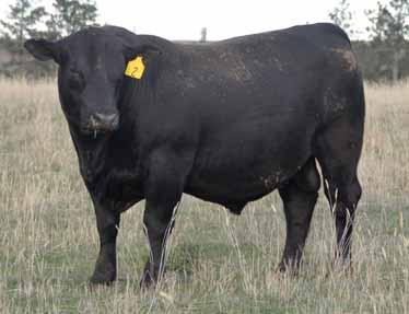 26 Thistledew Service-Age Bulls Semen tested Free delivery - Mar. 1 (purchased for $3500 or more within 100 miles of Joliet, at cost beyond) Hand fed and Highly docile Lot 2 A docile chunk of change.