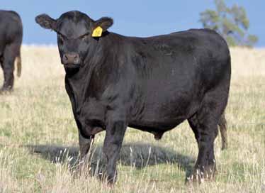 Massive son is extremely likeable. He enjoys a scratch, has subtle thickness and width of base to make exceptional wedge shaped, highly fertile females..7 23 44 15.18.