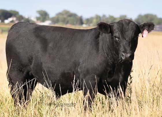 Consigned by Brian Frank, Frank Angus Lots 30-45 and 66-70 Brian has purchased some of our best genetics and has put a string of donor quality cows together that will rival the best of us.