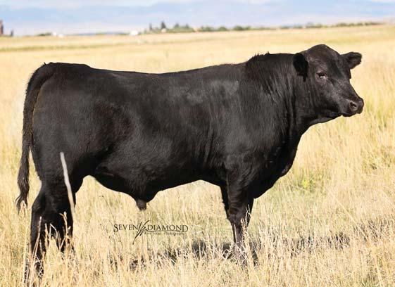 406-350-2175 Lot 32 This phenomenal bull s sire ranks in the top 1% for docility.