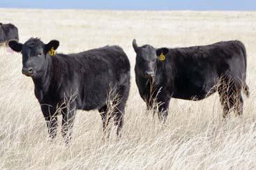select heifers and ship. After 2 weeks, a yardage fee of $1.75/day will be charged.