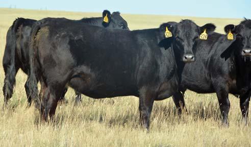 77 Halverson Heifers 12 Head Commercial Bred Heifers These are prime Cowmaker kind.