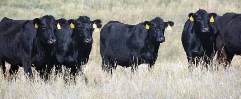 Melinda and I own several cows from Kevin and they are treasured females in our recipe herd. The 2012 born sisters to these heifers were our top sellers to Hooks Ranch.