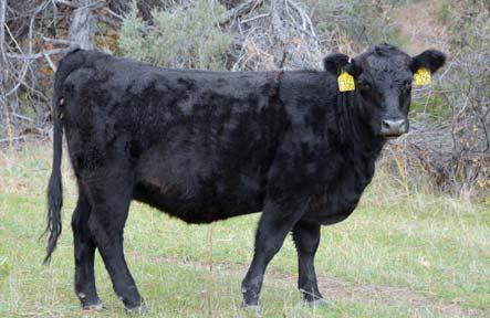 Calving: Due March 6th for 10 days Shipping: Joliet, Montana Not only Sale good Day but Phone incredibly Saturday, docile.