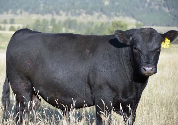 Thistledew Service-Age Bulls Semen tested Freeze branded Free delivery(within 100 miles of Joliet, at cost beyond) Hand fed and Highly docile Lot 10 and his brothers are all alike.