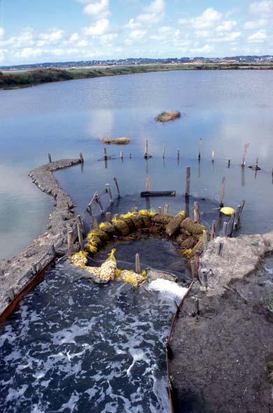One of the protection methods involved building filtrating dams to prevent the oil from entering salt pans and oyster farms, and ensuring the filtration of water intakes to provide a water supply for