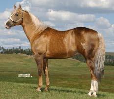 com/horses-for-breeding/freckles-ta-fame Eligibilities: Colorado Classic Stallion Incentive, Vista Equine Breeders' Futurity, Red Desert Classic Incentive Frenchmans Guy (Sun