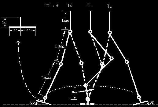 II. BIPEDAL WALKING CYCLE AND IMPACT EFFECTS A complete walking cycle is composed of two phases: a double support phase and a single support phase.