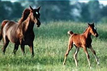 Arabian breed. The owner is the manager with a four-year degree in the field. Six people help with chores and training. Housing. Ariel view of Foaling mares are kept in 12-foot by 16-foot (3.