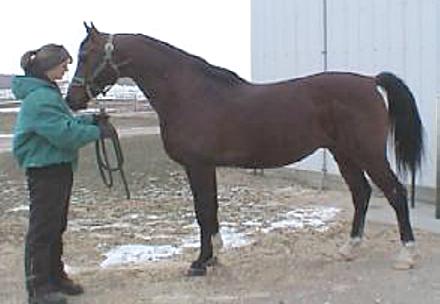The stallion is kept in a 12-foot by 16-foot (3.7-meter by 4.9-meter) stall and exercised for 30 minutes on a hot walker.