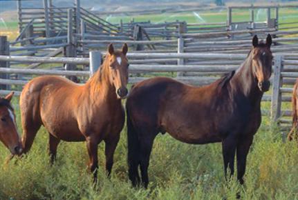 WELFARE ASSESSMENT SCENARIO: BUCKING STOCK AND BARREL HORSES Welfare Assessment Scenario: Bucking Stock and Barrel Horses Bucking Stock.. 25 cross-bred horses, mares and geldings.