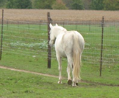 WELFARE ASSESSMENT SCENARIO: INDIVIDUAL HORSES Welfare Assessment Scenario: Individual Horses Introduction.. Horse 1.