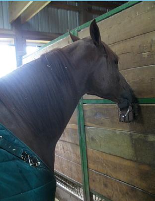 Horse 2 is a 6-year-old, Arabian, black gelding, 1,000 pounds.