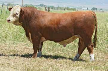 His dam is a Genoa foundational Cow, 10 years old, highly fertile and in full production. We have selected a daughter for our donor line.