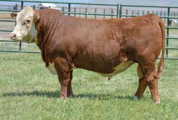 1 0.044 0.43 0.19 20 18 28 84 650 1,158 A bull with tons of potential that carries a straight Line One pedigree.