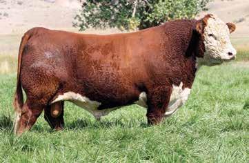 GENOA REFERENCE SIRES A Sire of Lots 5, 13, 22, 29, 37, 38, 39, 40, 42, 43, 44, 46, 52 Reg. 43214853 DOB: February 3, 2011 POLLED KCF BENNETT 3008 M326 {SOD}{DLF,HYF,IEF}.