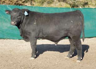 Calvng ease with LT Aberdeen and the Sculptor x 6807 bred Bullseye. Lot 43 Tumbling T Aberdeen 312 3/4 Angus 1/4 Gelbvieh BD: 01/12/13 HM Black 89 703 1314 34.1 13.2 3.0 Make sure you maximize your opportunity in marketing thru your genetic selections Today!