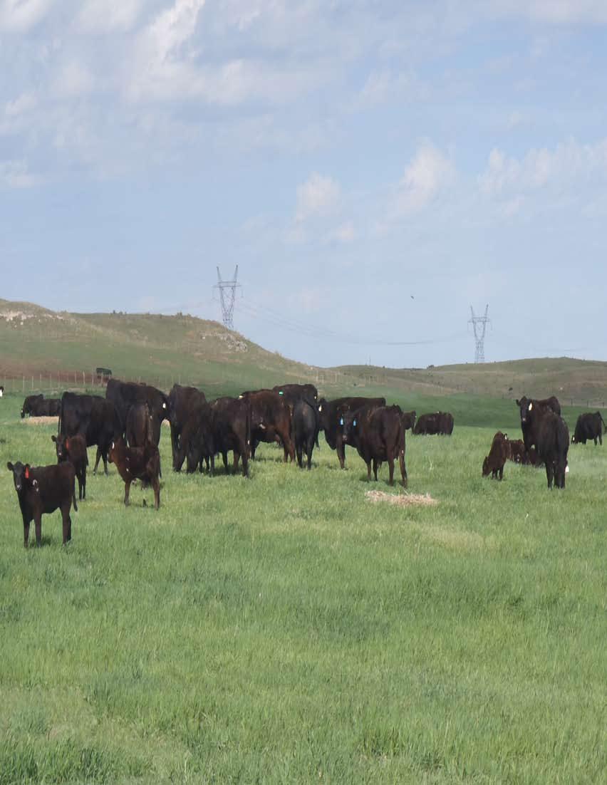 GRAFF CATTLE 7 1/2 miles east of Ogallala on Highway 30 (1/2 mile east of Roscoe) Saturday February 1st 1 pm MST Complimentary Lunch served at noon STORM DATE Feb 3rd Auctioneer Kyle Schow (308)