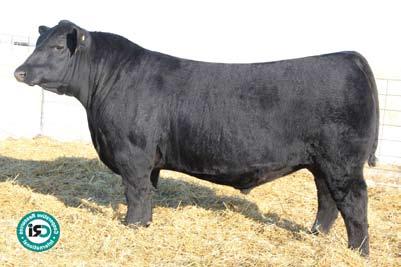 Out of a really good Mentor dam who also produced the ARTHUR bull sold last year to Dick Paisley. One of the first Angus Valleys to sell this spring but followed by 100 sons at Schaff later in Feb.