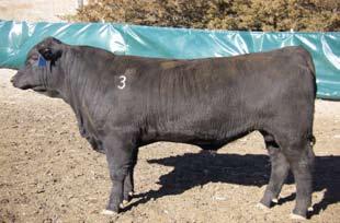 Lot 3 GC Angus Valley 3153 BD: 02/23/13 AAA# 17691448 S A V Iron Mountain 8066 S A V Angus Valley 1867 S A V May 2397 S A V Net Worth 4200 Champion Hill Lucy 6863 Champion Hill Lucy 3062 LOT 3 80 690