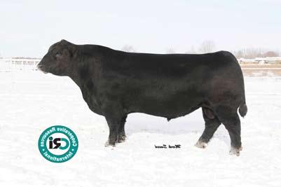 73 Owned by: Sitz Angus, Tyler, Little Creek Ranch Sitz Upward, a powerhouse massive bull, considered by many as the standard of performance. Upward sires stout growth cattle.
