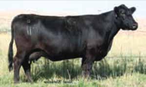 Stockmen s Source Beef Bulls BR 5 @ 95 NR 5 @ 104 YR 5 @ 102 CFC Drillpress M67 AAA 18977532 Angus BD 9/12/2016 BR 1 @ 94 NR 1 @ 106 YR 1 @ 107 CED 11 BW -0.1 WW 49 YW 88 Milk 23 Marb 0.32 RE 0.