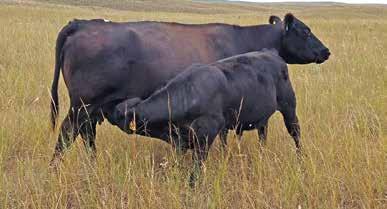 Stimulus Sons Connealy Stimulus 8419 - Age 9 Stimulus is an ABS sire that has been extremely well-proven through the Circle A Sire Alliance test that comprehensively tests a bull s progeny for