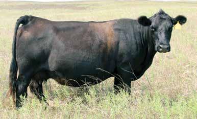Stimulus progeny moved him toward the top for feed efficiency and maternal performance, and his actual progeny carcass data place him in the best 15% of the Angus breed for IMF, REA, and FAT.